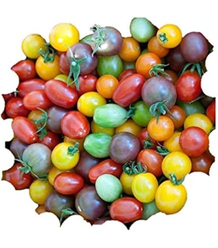 Amazon.co.jp: 植物種子 種類が多い カラフルなチェリー ミニトマト 種